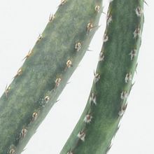 A photo of Cereus spegazzinii