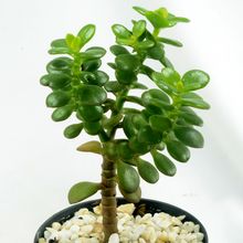Foto de un cactus que se está identificando actualmente