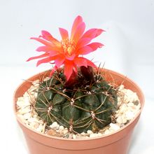 Una foto de Matucana ritteri