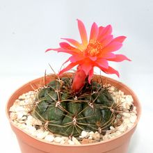 Una foto de Matucana ritteri
