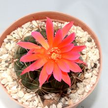 Una foto de Matucana ritteri
