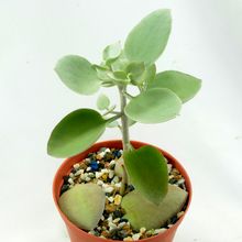 Una foto de Kalanchoe bracteata  