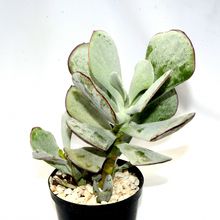 A photo of Cotyledon orbiculata