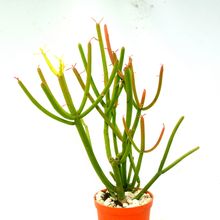 Una foto de Euphorbia tirucalli