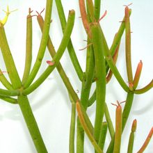 Una foto de Euphorbia tirucalli