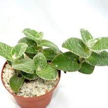 Una foto de Tradescantia sillamontana