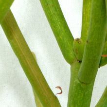 Una foto de Euphorbia tirucalli