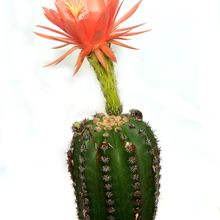 Foto de un cactus que se está identificando actualmente