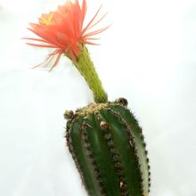 Foto de un cactus que se está identificando actualmente