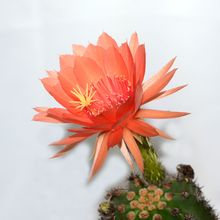 Foto de un cactus que se está identificando actualmente