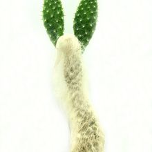 Opuntia orbiculata