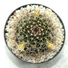 A photo of Mammillaria karwinskiana subsp. karwinskiana