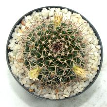 Una foto de Mammillaria karwinskiana subsp. karwinskiana