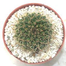 A photo of Mammillaria gigantea
