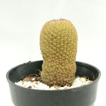 A photo of Mammillaria matudae
