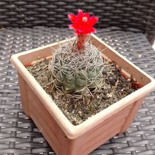 A photo of Matucana intertexta