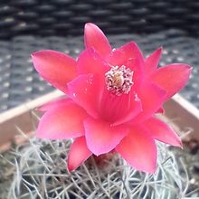A photo of Matucana intertexta