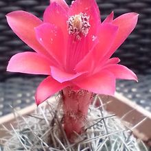 A photo of Matucana intertexta