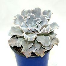 A photo of Echeveria Crispate Beauty