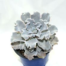 A photo of Echeveria Crispate Beauty