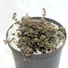 Crassula expansa ssp. fragilis