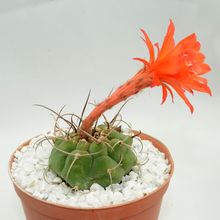 A photo of Matucana madisoniorum