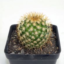 A photo of Mammillaria columbiana ssp. columbiana