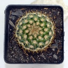 A photo of Mammillaria columbiana ssp. columbiana