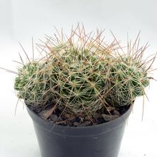 Una foto de Mammillaria gracilis