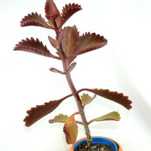 Una foto de Kalanchoe sexangularis