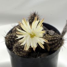 Una foto de Echinopsis mirabilis