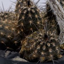 Una foto de Echinopsis mirabilis