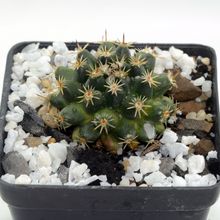 Foto de un cactus que se está identificando actualmente
