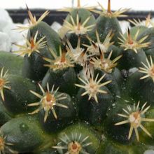 Foto de un cactus que se está identificando actualmente
