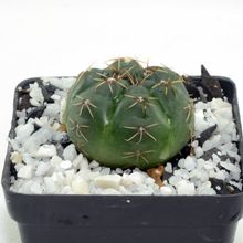 A photo of Gymnocalycium baldianum