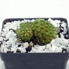 Foto de un cactus que se está identificando actualmente