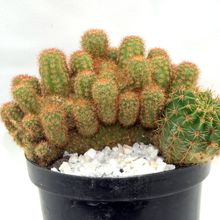 A photo of Echinopsis oxygona