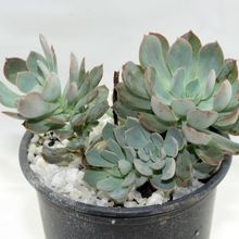 Foto de un cactus que se está identificando actualmente