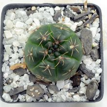 A photo of Gymnocalycium baldianum