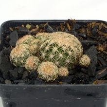 A photo of Discocactus zehntneri subsp. boomianus