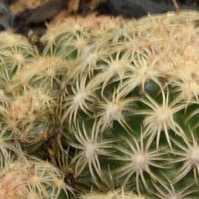 A photo of Discocactus zehntneri subsp. boomianus