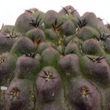 Una foto de Eriosyce napina