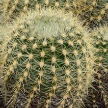 Foto de un cactus que se está identificando actualmente