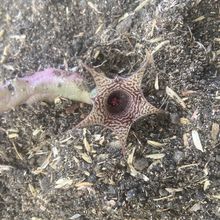 Una foto de Huernia loeseneriana
