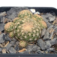 A photo of Discocactus zehntneri subsp. boomianus