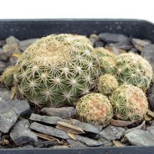 A photo of Discocactus zehntneri subsp. boomianus