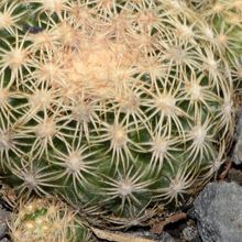 A photo of Discocactus zehntneri subsp. boomianus