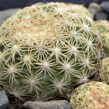 A photo of Discocactus zehntneri subsp. boomianus