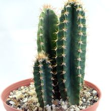 Photo of a cactus currently being identified