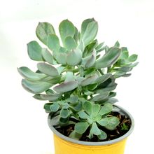 Foto de un cactus que se está identificando actualmente